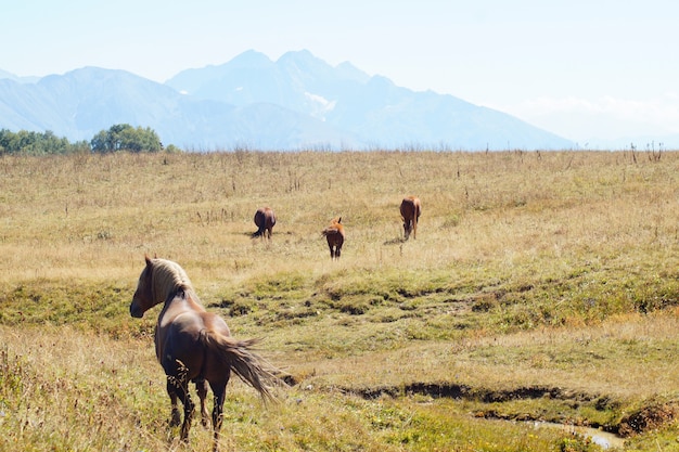 Os cavalos pastam perto da montanha no pasto no outono.