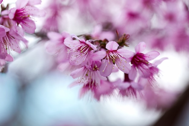 Os cerasoides do Prunus são rosa bonito na natureza. No norte da Tailândia Floração durante janeiro - fevereiro