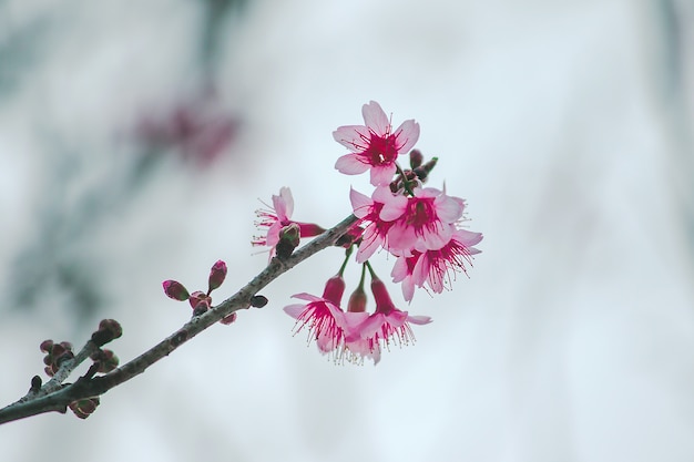 Os cerasoides do Prunus são rosa bonito na natureza. No norte da Tailândia Floração durante janeiro