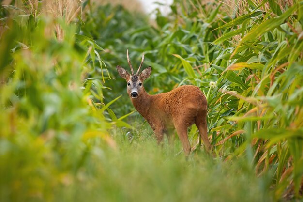 Os cervos de ovas buck a vista para trás no campo de milho durante o verão.