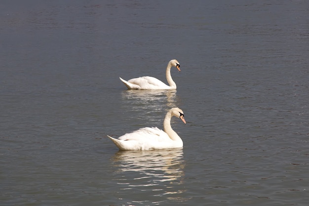 Os cisnes no rio de Maribor na Eslovênia