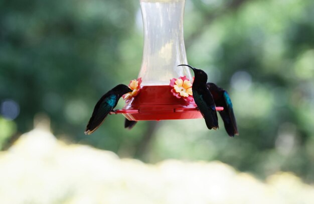 Os colibris dos colibris vistos na ilha da Martinica