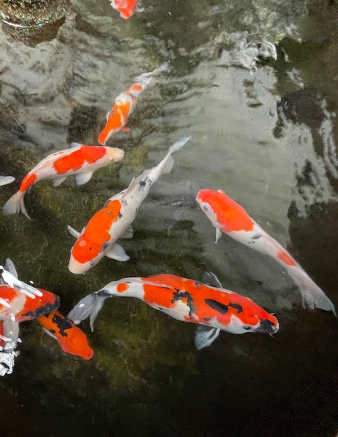 Os coloridos peixes ornamentais Koi flutuam na lagoa artificial, vista de cima