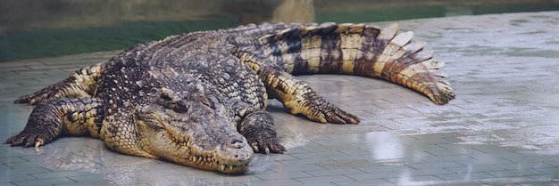 Os crocodilos são anfíbios e têm uma disposição feroz