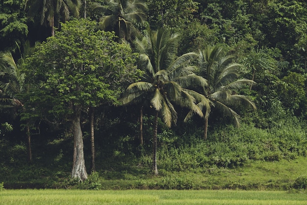 Os densos verdes da floresta tropical asiática.