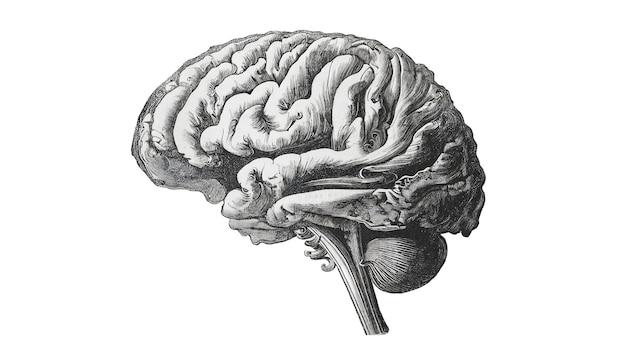 Foto os desenhos a lápis revelam a complexa estrutura do cérebro humano.