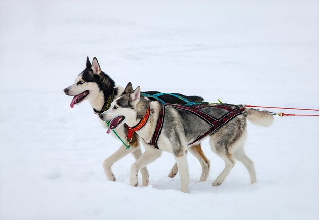 Foto os dois cães husky na neve na competição