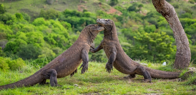 Os dragões de Komodo estão lutando entre si. Indonésia. Parque Nacional de Komodo.