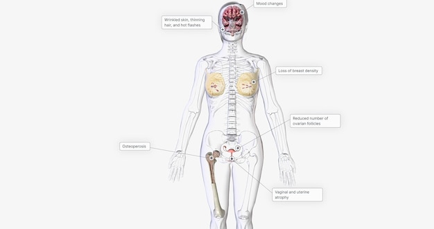 Os efeitos da menopausa nos órgãos