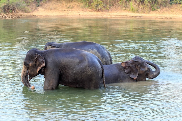 Os elefantes tomam banho no rio Kwae-noi. Kanchanaburi, Tailândia