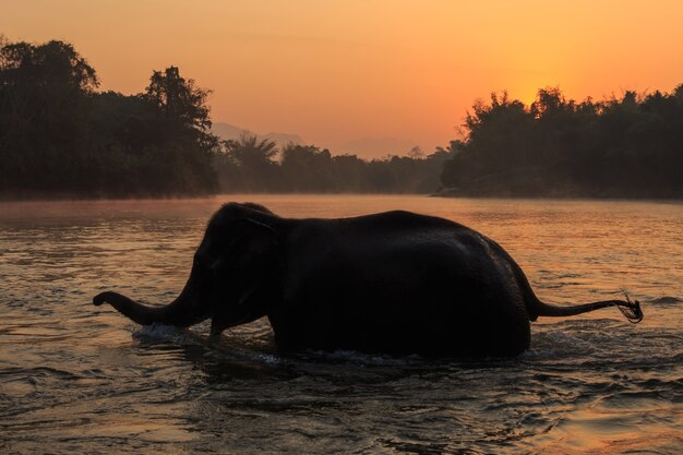 Os elefantes tomam banho no rio Kwae-noi. Kanchanaburi, Tailândia