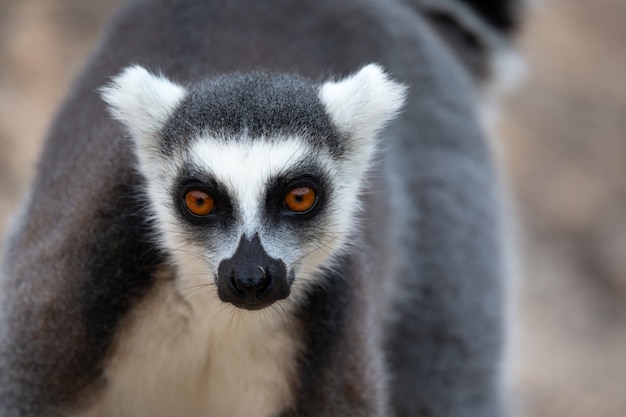 Os engraçados lêmures de cauda anelada em seu ambiente natural