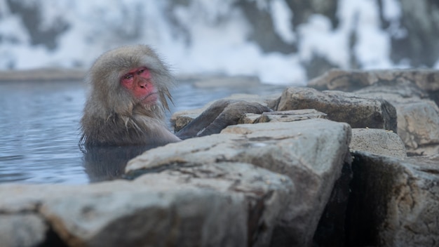 Os famosos macacos da neve tomam banho em fontes termais naturais de Nagano, Japão. Desfruta de macacos japoneses e banho ao ar livre na temporada de inverno. Um macaco selvagem que entra em uma piscina quente