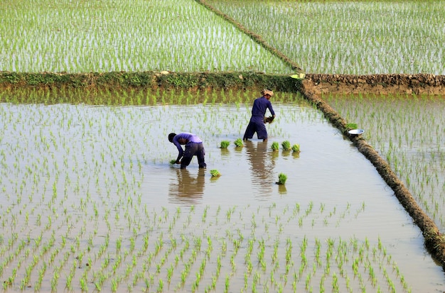 Os fazendeiros da vila estão plantando arrozais no campo.