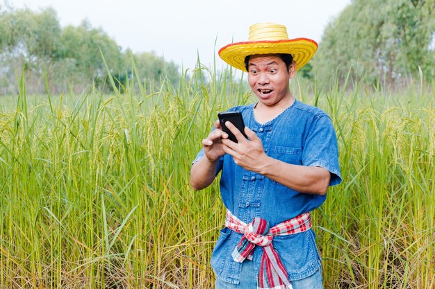Os fazendeiros estão explorando os campos de arroz