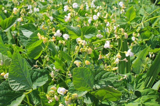 Os feijões florescem no jardim