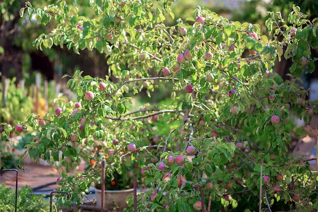 Os frutos da ameixeira estão pendurados em um galho. Cultivando ameixas em sua casa de verão.