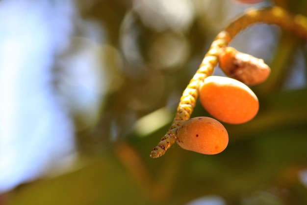 Os frutos da palmeira real estão pendurados na árvore