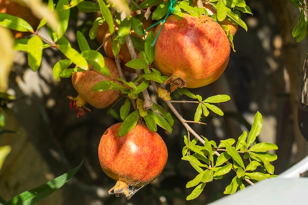 Os frutos da romã ficam pendurados em uma árvore em um dia ensolarado.