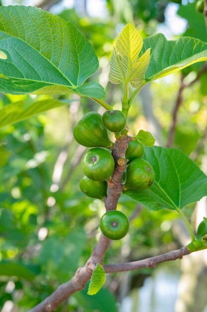 Os frutos de figos verdes jovens nos galhos de uma árvore