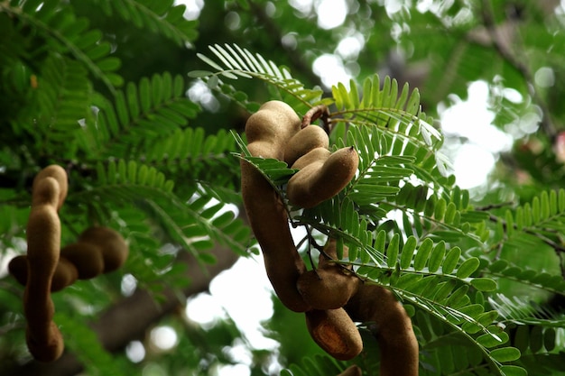 Os frutos do tamarindo são usados na culinária de todo o mundo.