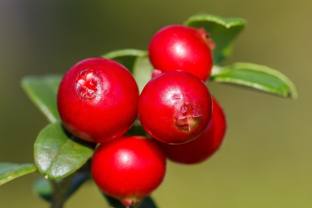 Os frutos maduros e frescos de airelas (mirtilo, partridgeberry ou airela) na floresta. Foto macro. Natureza na temporada de verão.