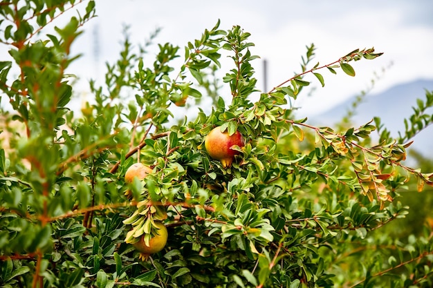 Os frutos novos da romã crescem em uma árvore