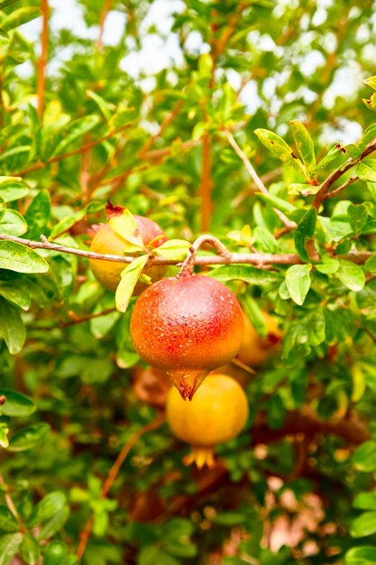 Os frutos novos da romã crescem em uma árvore