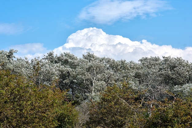 Os galhos das árvores contra o céu nublado