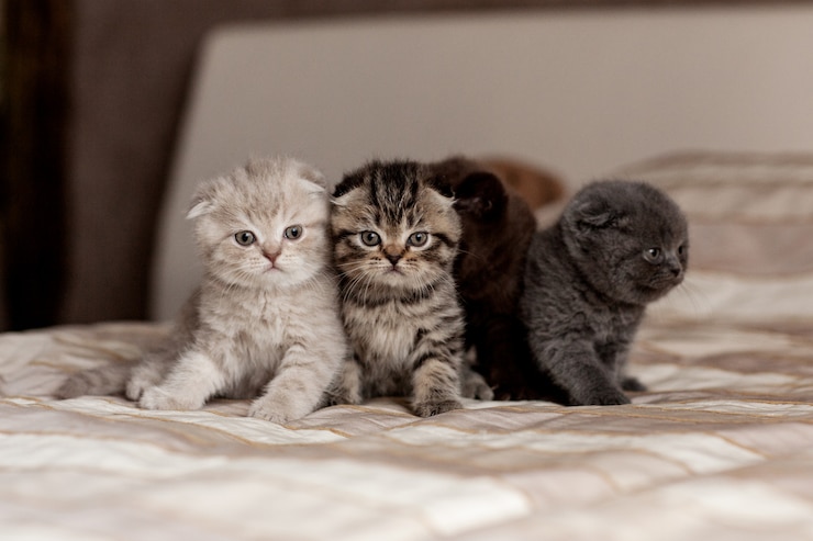 Os gatinhos britânicos muito bonitos de cores bonitas sentam-se em uma manta