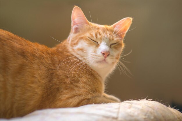 Foto os gatos estão a dormir na cama.