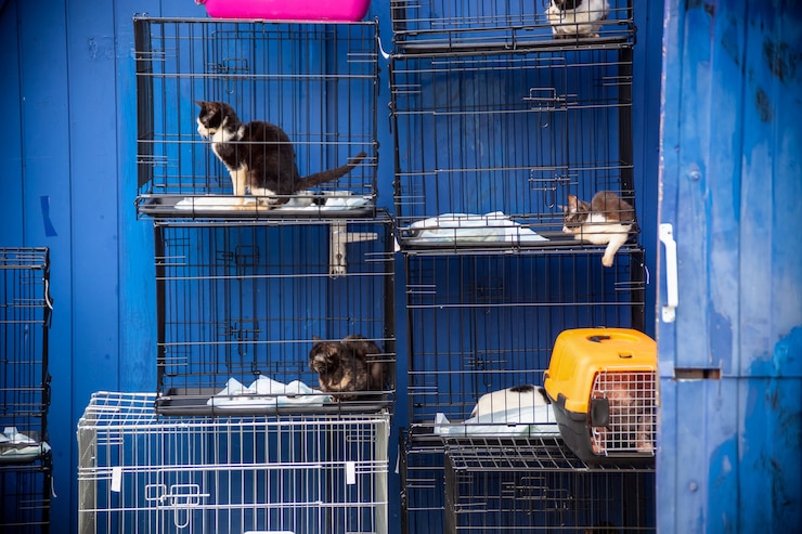Os gatos estão sentados em gaiolas no fundo de uma cerca azul. crueldade contra animais, clínica veterinária, abrigo de animais