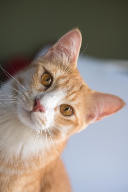 Foto os gatos parecem muito bonitos.