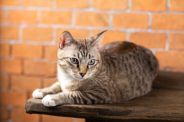 Os gatos parecem muito fofos dessa maneira.