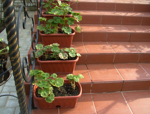 Os gerânios de flores são plantados em vasos de flores e ficam na bela escadaria do interior perto da casa