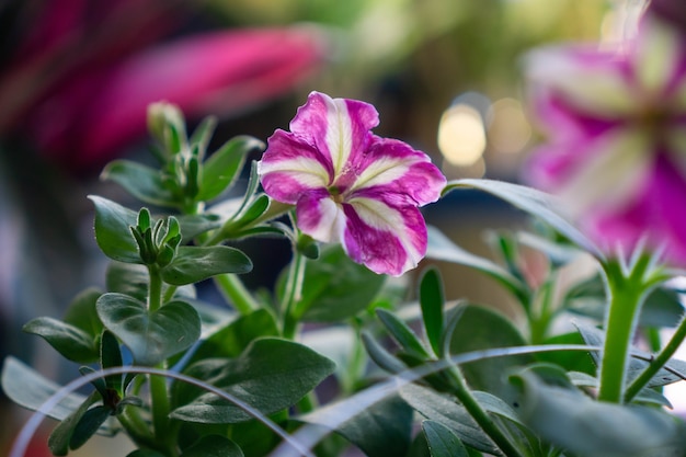 Os gerânios são um gênero de flores da família Geraniaceae Os gerânios verdadeiros são perenes resistentes