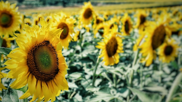 Os girassóis a florescer no campo