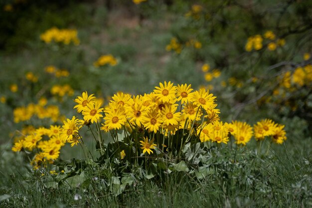 Os girassóis de Okanagan em flor