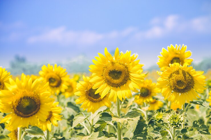 Os girassóis estão florescendo na exploração agrícola, Saraburi, Tailândia.