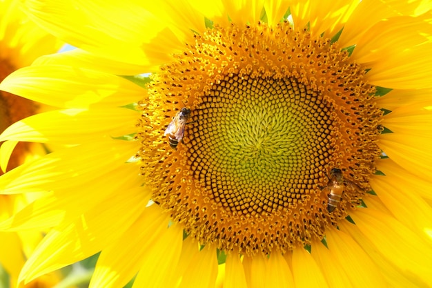 Os girassóis fechados estão florescendo e as abelhas comendo néctar para o fundo da natureza do design em seu trabalho