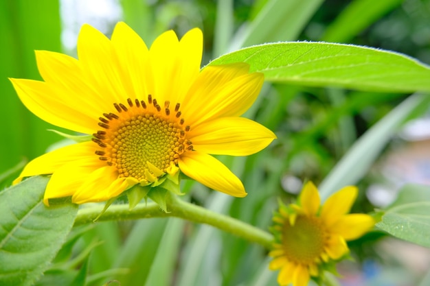 Os girassóis florescem no jardim .