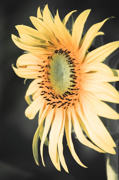 Os girassóis têm suas pétalas empilhadas em camadas. A extremidade pontiaguda das pétalas é amarela. Ao florescer, as flores se voltarão para o leste