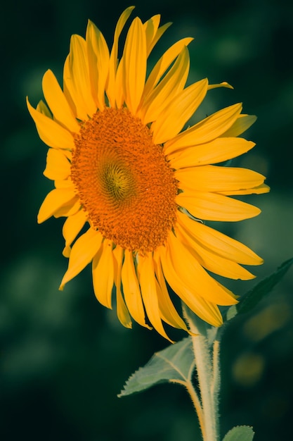 Os girassóis têm suas pétalas empilhadas em camadas. A extremidade pontiaguda das pétalas é amarela. Ao florescer, as flores se voltarão para o leste