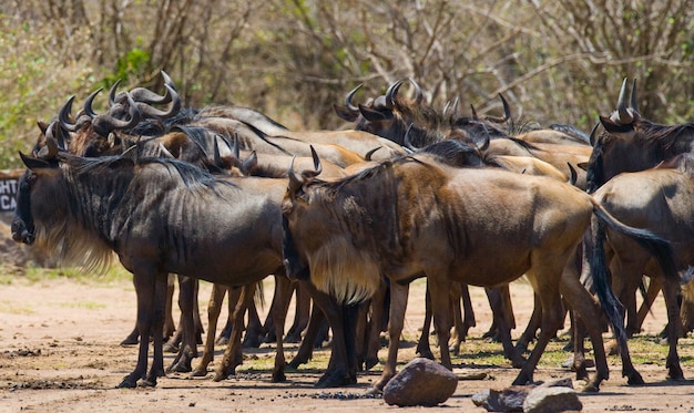 Os gnus estão formando um pequeno grupo na savana. Grande migração. Quênia. Tanzânia. Parque Nacional Masai Mara.