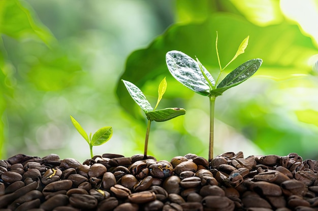 Os grãos de café estão sendo cultivados em uma pilha de grãos de café.