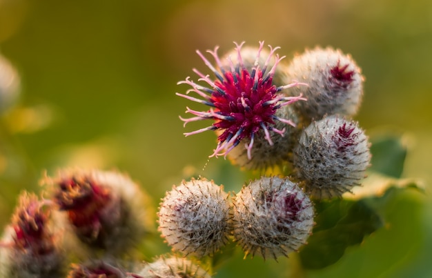 Os helenioides do cirsium cobrem ao sol. manhã nevoenta, amanhecer.