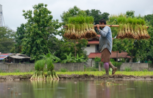 Os homens usam varas de bambu para inserir mudas de arroz que andam na crista.