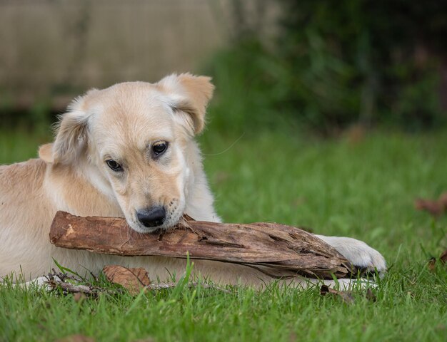 Os jogos loucos e felizes do meu cachorrinho dexter um golden retriever