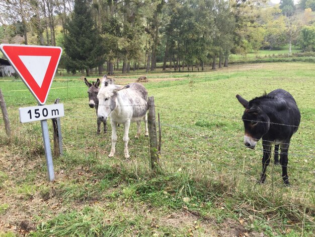 Foto os jumentos em pé no campo