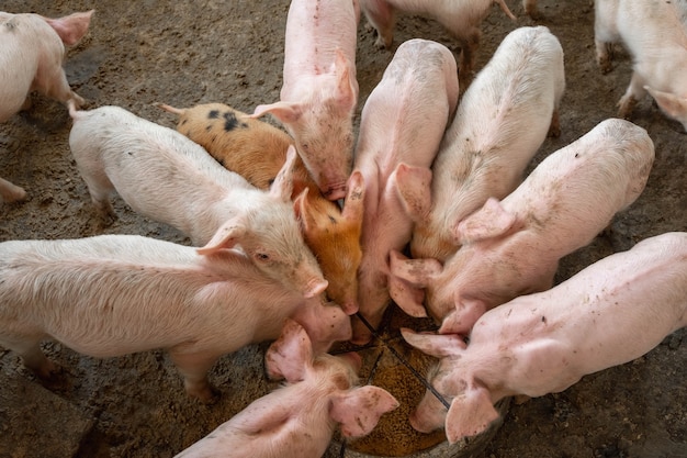 Os leitões estão lutando para comer em uma fazenda de porcos.